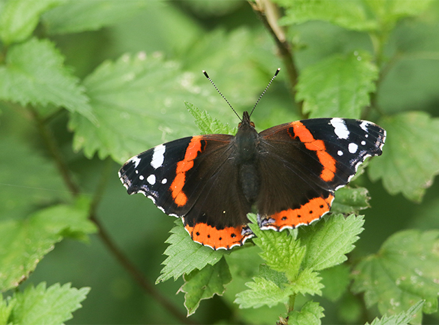encouraging butterflies