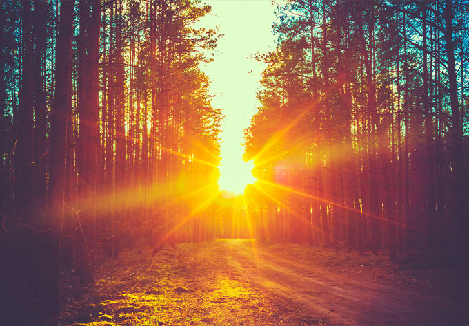 sunset in forest