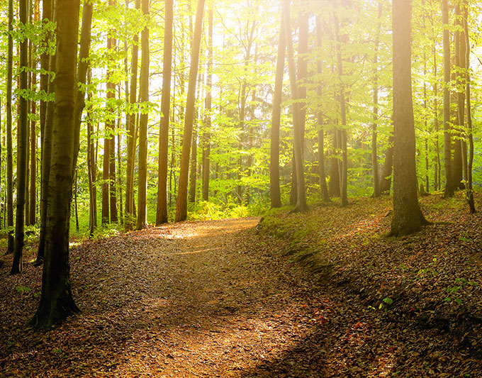 sustainable-forest